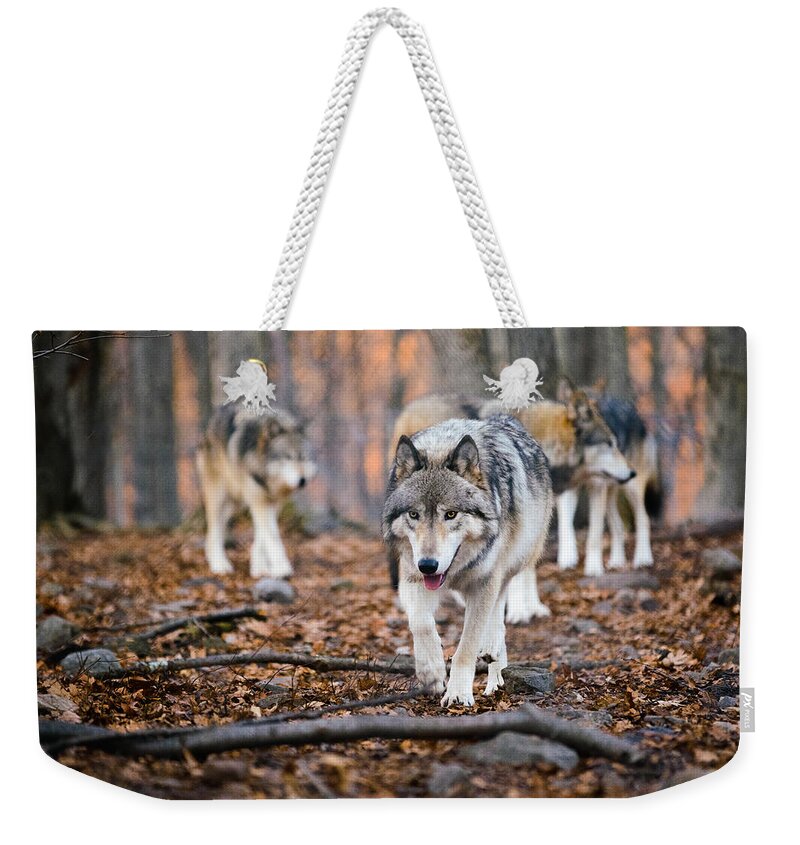 Wolves Weekender Tote Bag featuring the photograph The Wolfpack by Mark Rogers