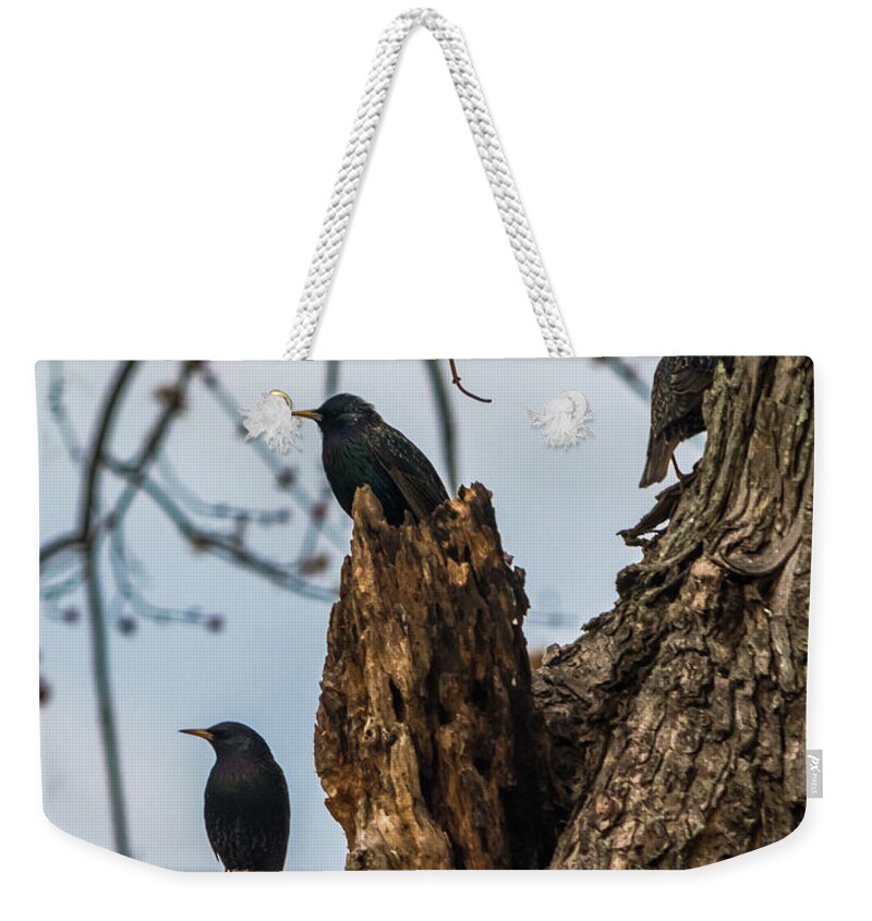 European Starlings Weekender Tote Bag featuring the photograph These Three Starlings by Holden The Moment