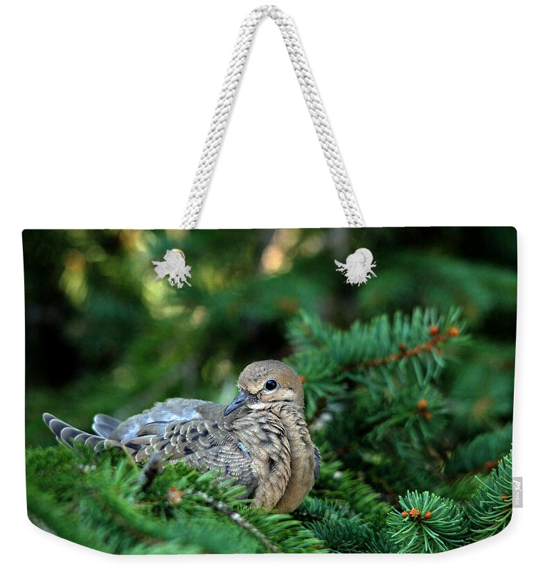 Dove Weekender Tote Bag featuring the photograph This Is My Best Side by Debbie Oppermann