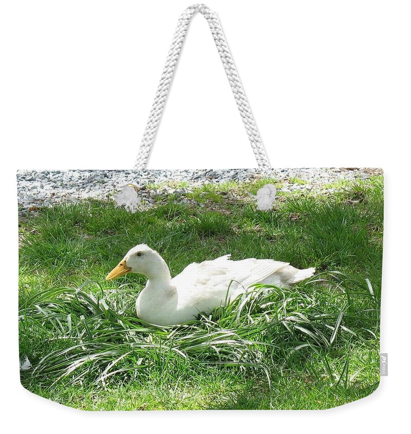 Animals Weekender Tote Bag featuring the photograph This is my spot by Ed Smith