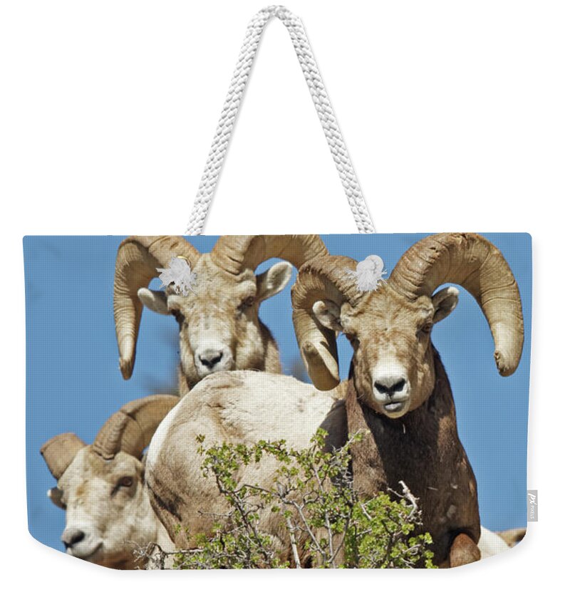 Bighorn Sheep Weekender Tote Bag featuring the photograph Three Big Boy Colorado Rams by Natural Focal Point Photography