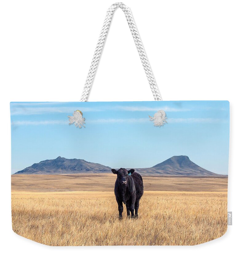 Black Angus Weekender Tote Bag featuring the photograph Three Buttes Steer by Todd Klassy
