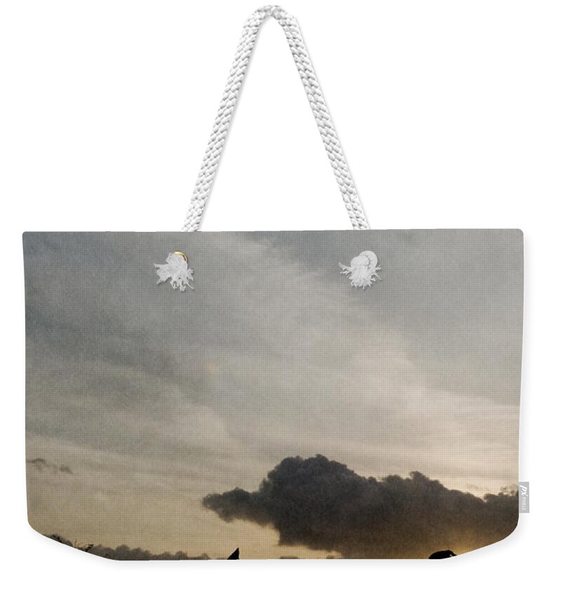 Dog Weekender Tote Bag featuring the photograph Three dogs at sunset by Clayton Bastiani