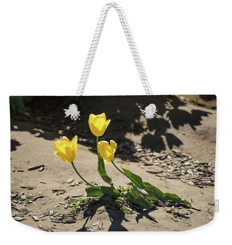 Tulips Weekender Tote Bag featuring the photograph Three Gold Memories by Tom Cochran