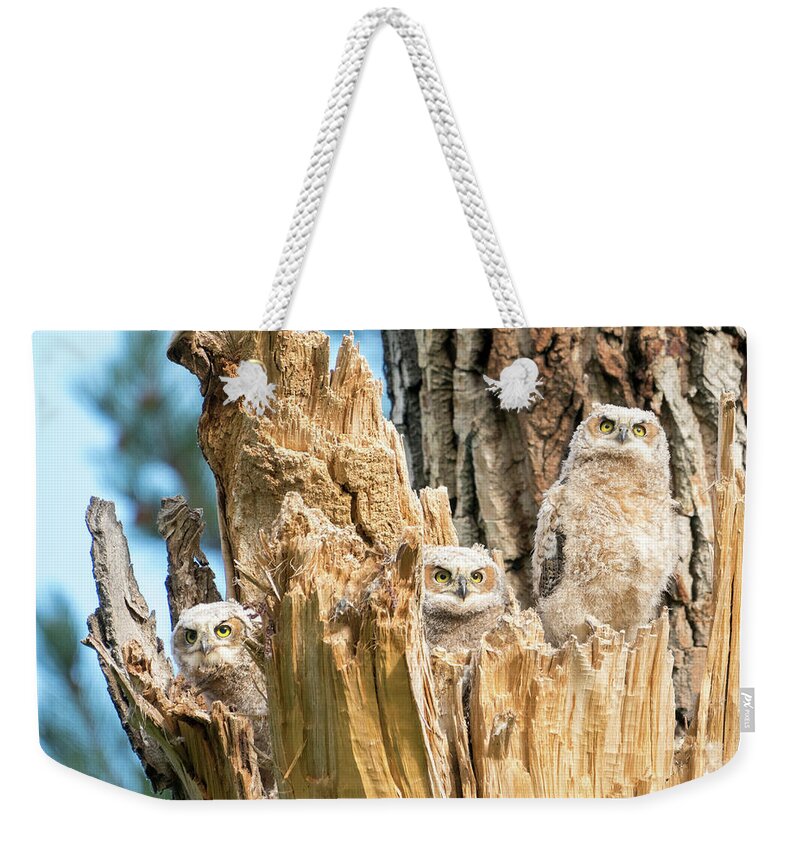 Great Horned Owl Weekender Tote Bag featuring the photograph Three Great Horned Owl Babies by Judi Dressler