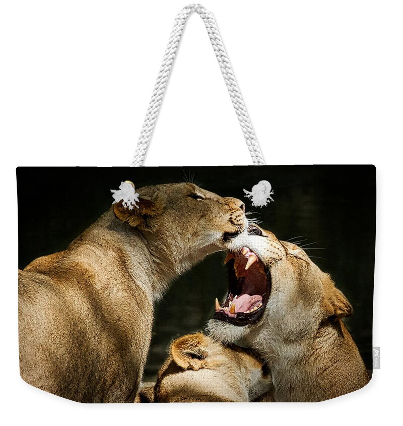 Lion Weekender Tote Bag featuring the photograph Three Lions Playing by Stuart Litoff