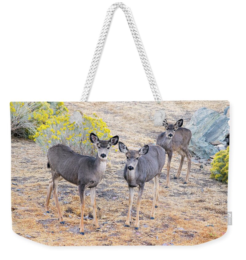 Mule Deer In High Desert Weekender Tote Bag featuring the photograph Three Mule Deer In High Desert by Frank Wilson
