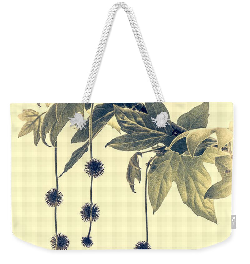 London Plane Weekender Tote Bag featuring the photograph Three by Susan Eileen Evans