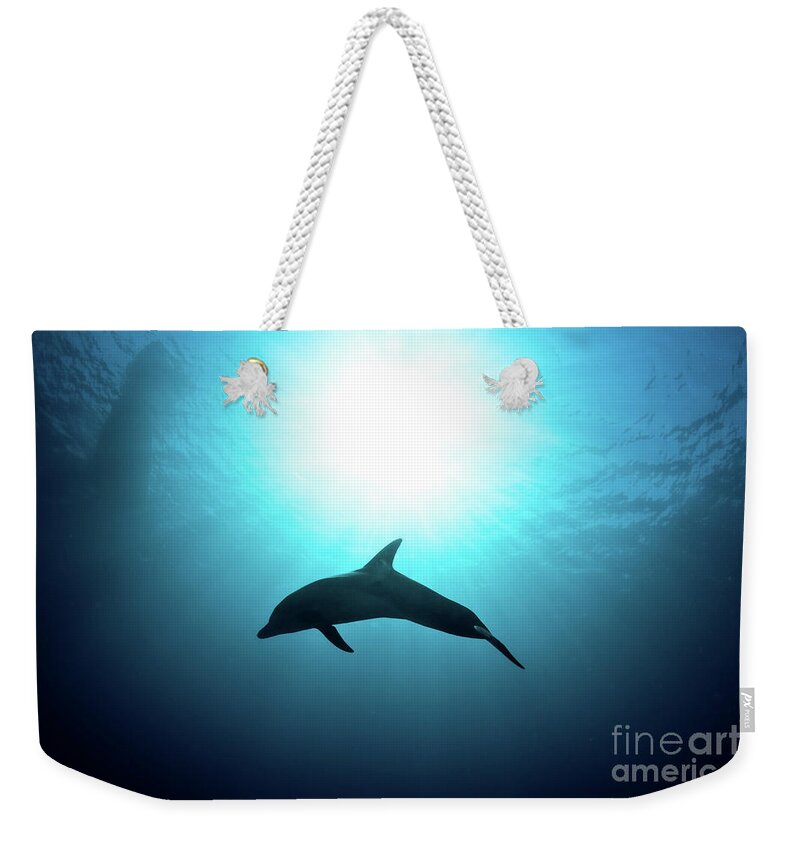 Dolphin Weekender Tote Bag featuring the photograph three year old Dolphin by Hagai Nativ