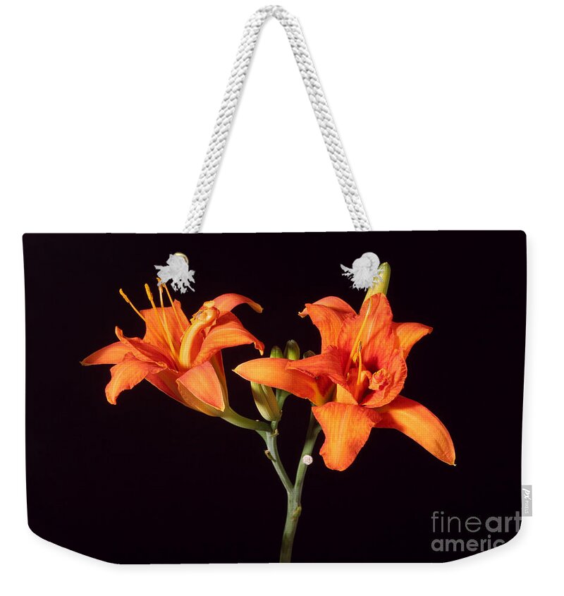 Flora Weekender Tote Bag featuring the photograph Tiger Lily Flower Opening Part by Ted Kinsman