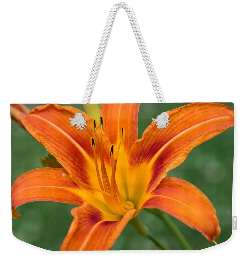 Daylily Weekender Tote Bag featuring the photograph Daylily by Holden The Moment