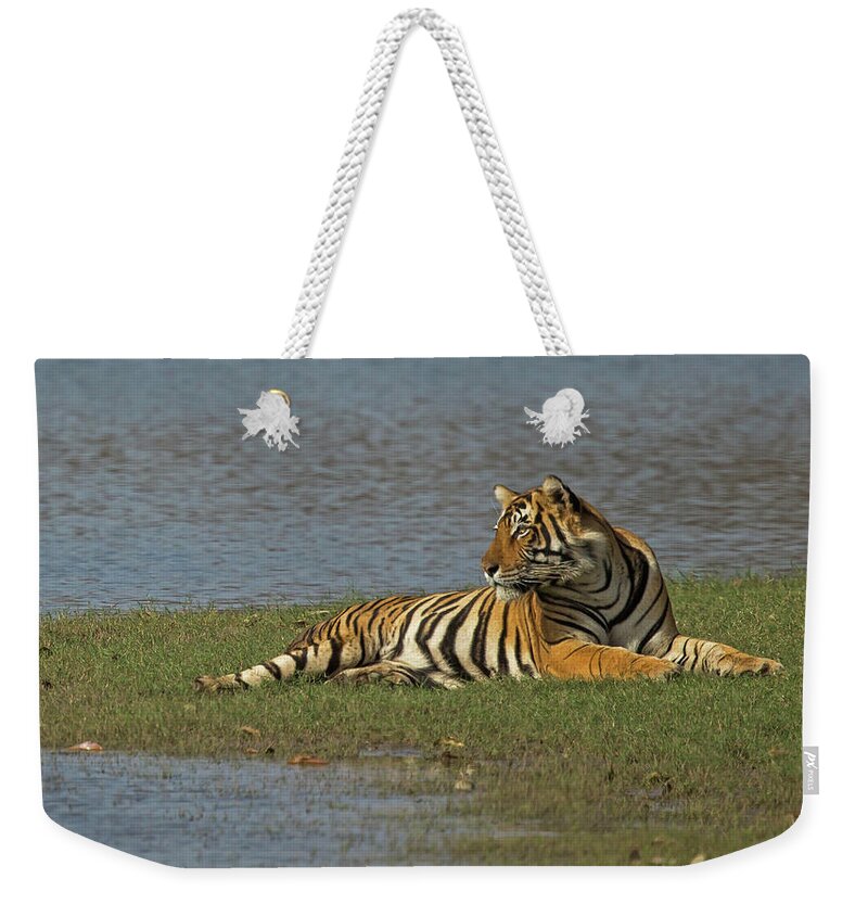 2017 Weekender Tote Bag featuring the photograph Tigress by Jean-Luc Baron