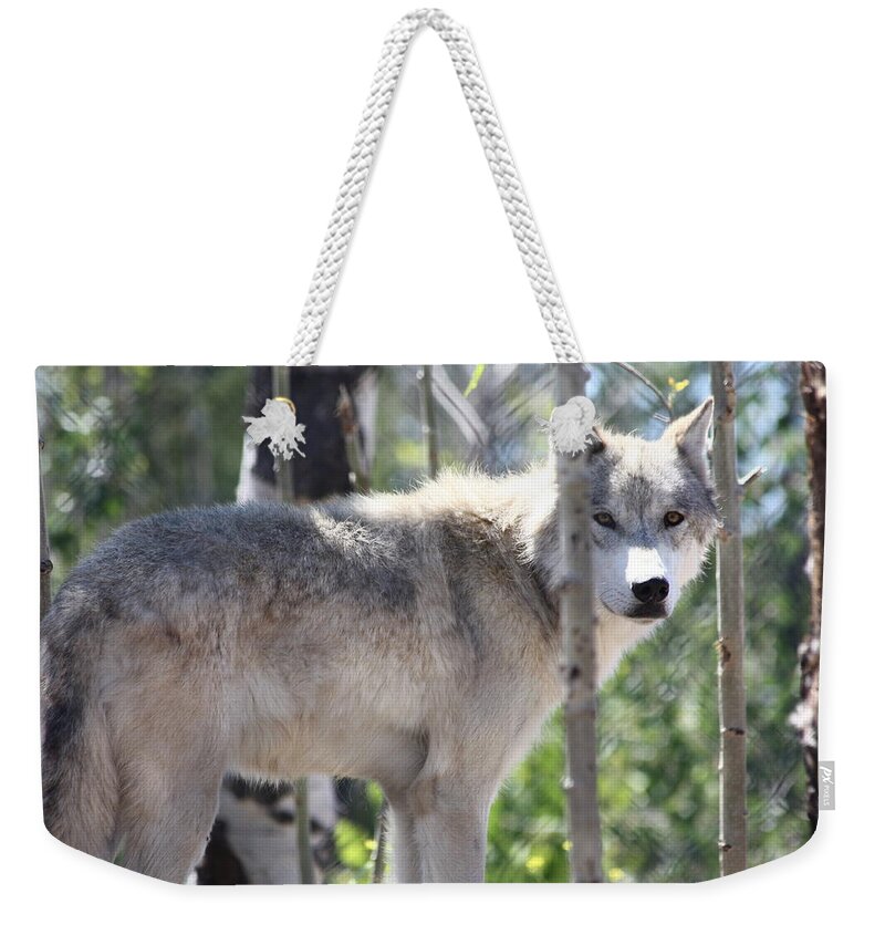 Timber Wolf Weekender Tote Bag featuring the photograph Timber Wolf by Shane Bechler