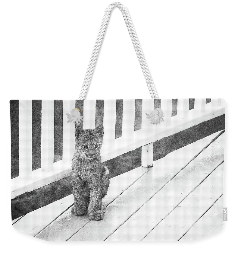 Lynx Weekender Tote Bag featuring the photograph Time Out BW by Tim Newton