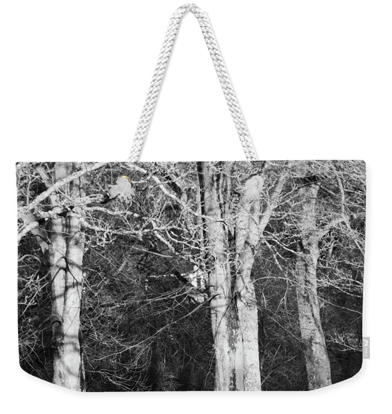 Lister Park Weekender Tote Bag featuring the photograph To Stroll With Coco by Jez C Self