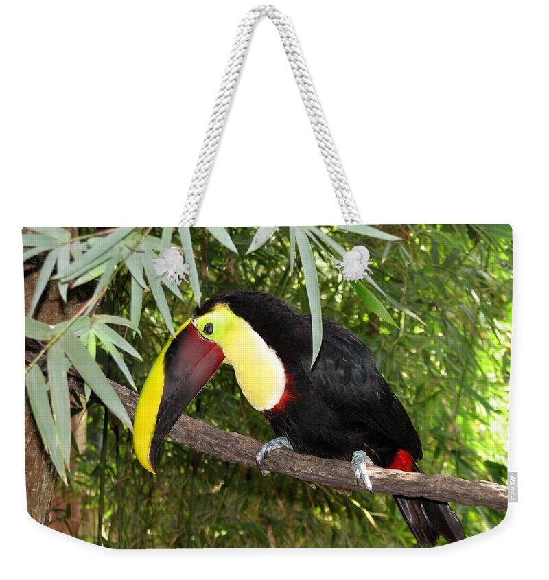 Toucan Weekender Tote Bag featuring the photograph Toucan by J M Farris Photography