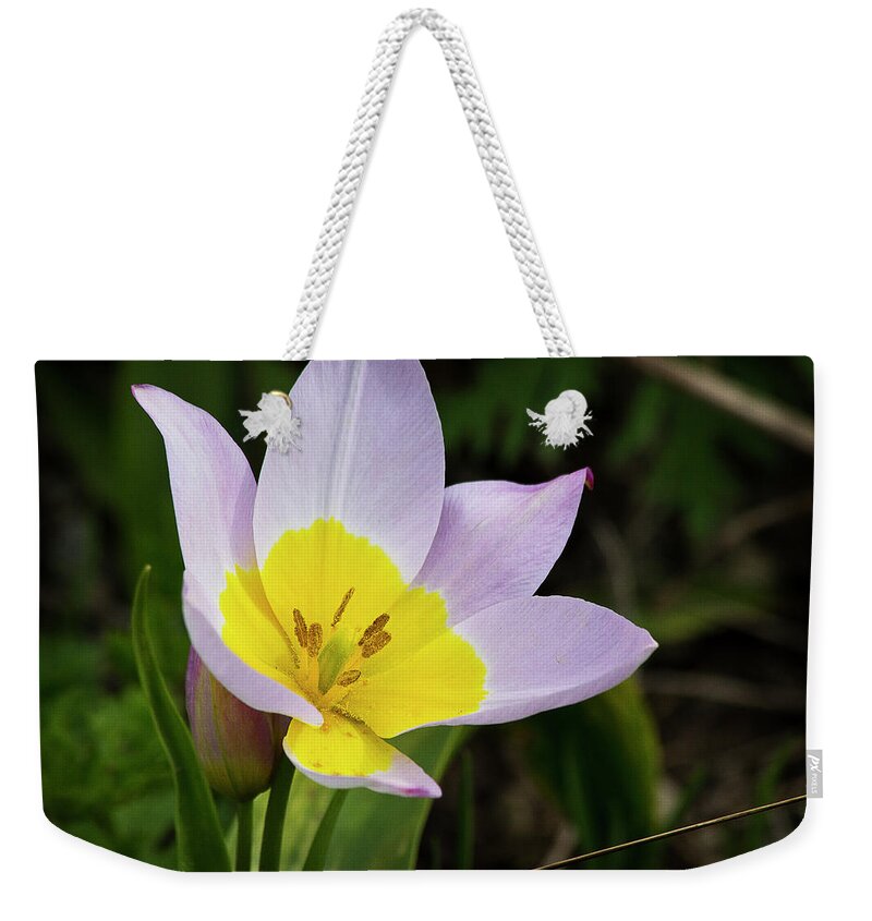 Yellow Weekender Tote Bag featuring the photograph Touch of Yellow by Morgan Wright