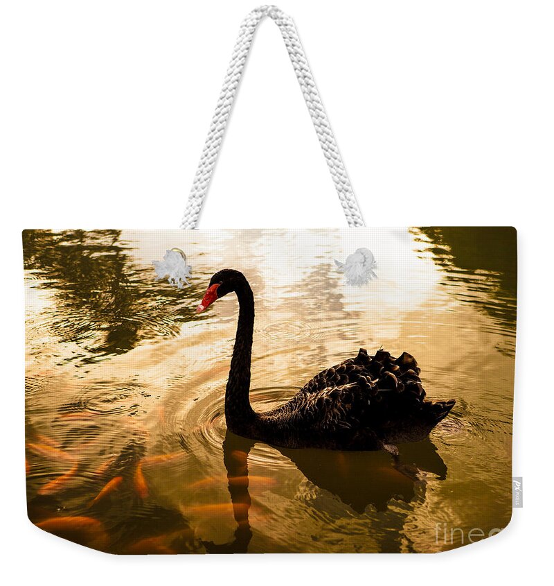 Swan Weekender Tote Bag featuring the photograph Tranquil Evening by Roselynne Broussard