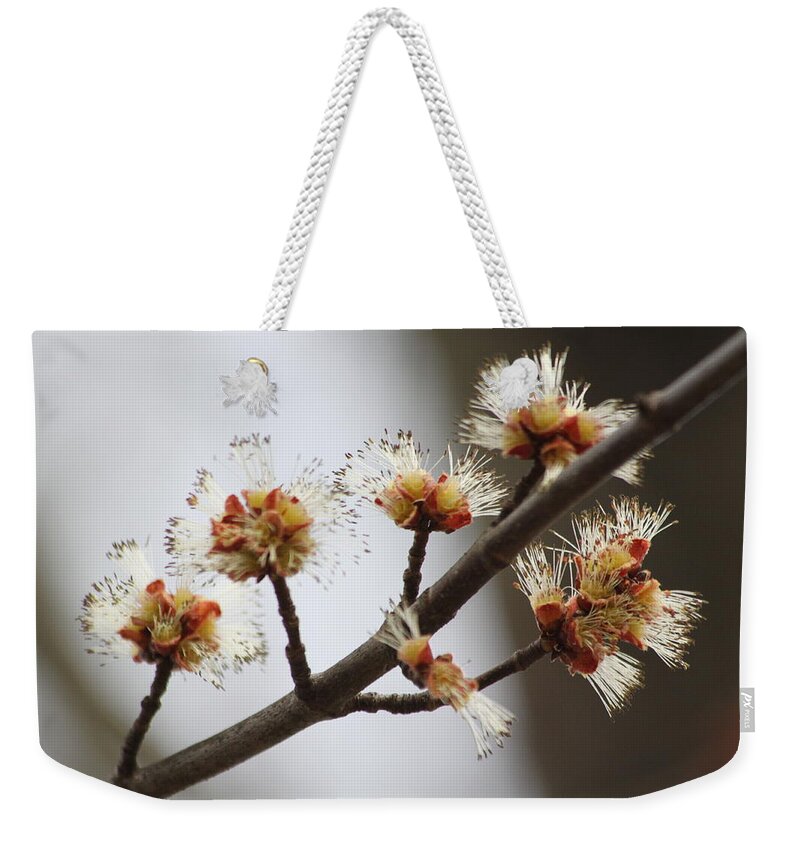 Spring Weekender Tote Bag featuring the photograph Tree Buds by Lauri Novak