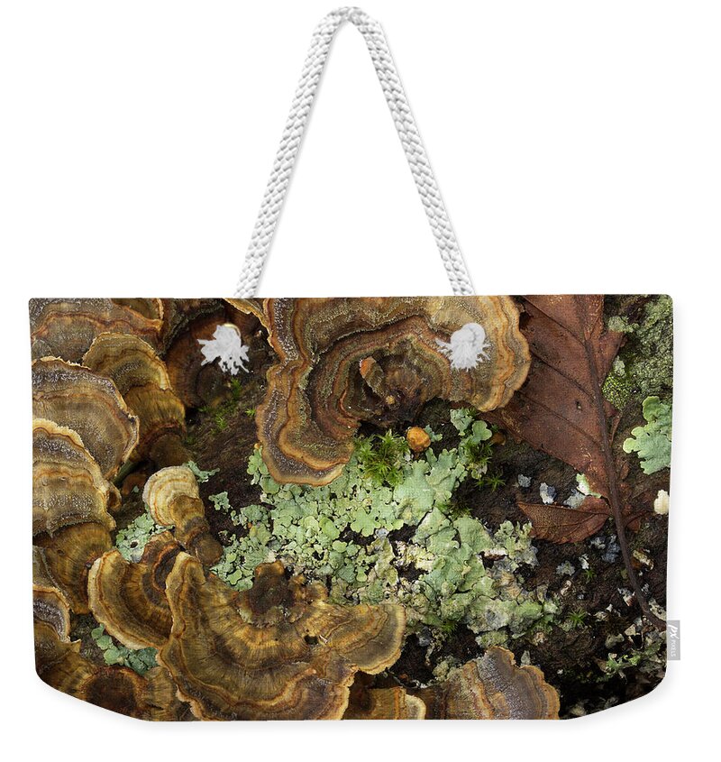 Fungus Weekender Tote Bag featuring the photograph Tree Fungus by Mike Eingle