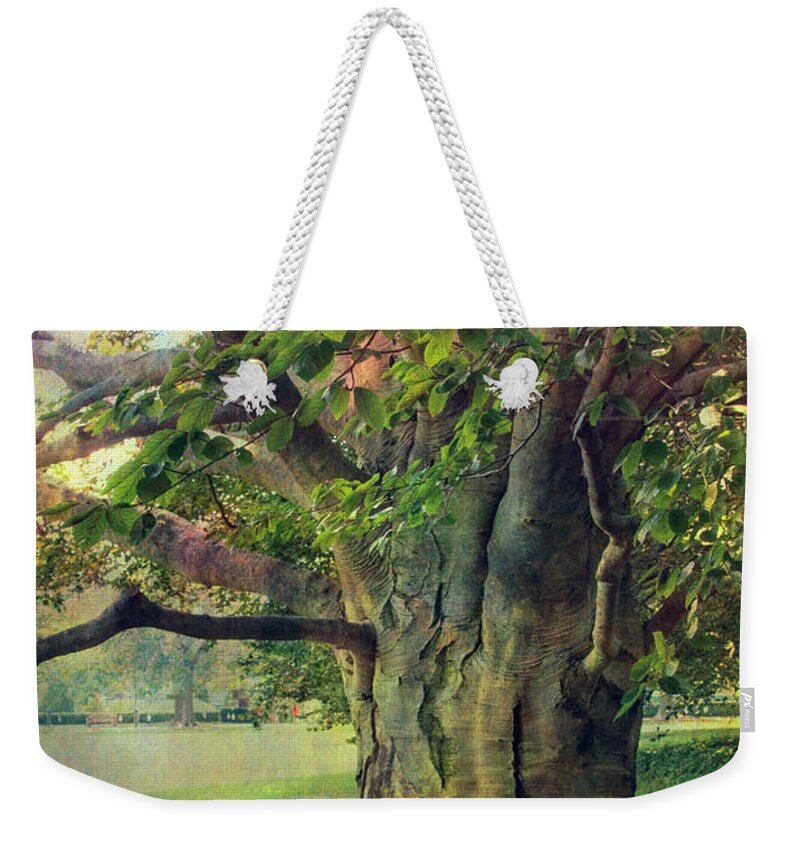 Tree Weekender Tote Bag featuring the photograph Tree of Wisdom by John Rivera