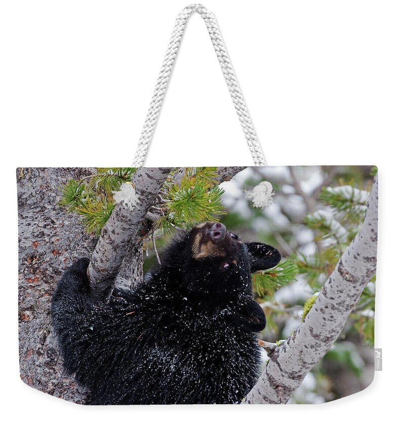 Black Bear Weekender Tote Bag featuring the photograph Tree Top Bear by Mark Miller