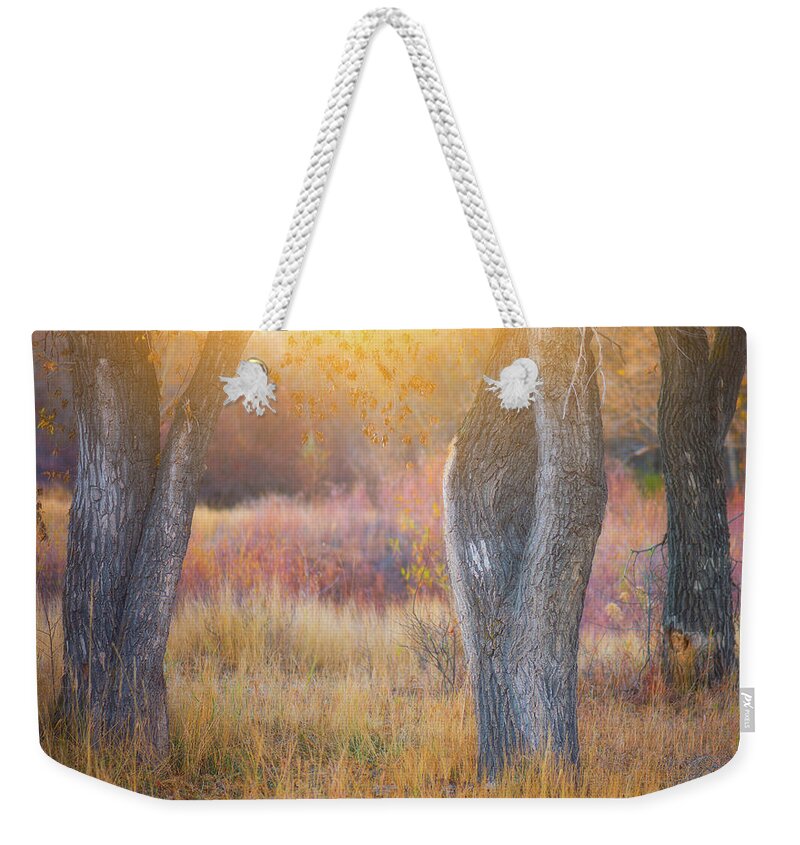 Sunlight Weekender Tote Bag featuring the photograph Tree Trunks In The Sunset Light by Darren White