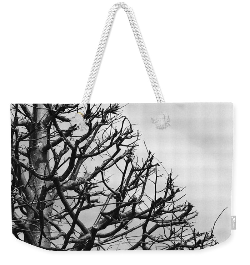 Tree Weekender Tote Bag featuring the photograph Triangle Tree by Linda Woods