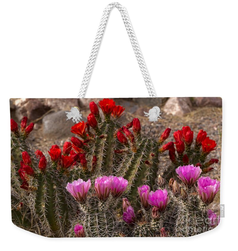 Torch Cactus Weekender Tote Bag featuring the photograph Trichocereus Hybrid Or Torch Cacti by Kenneth Highfill
