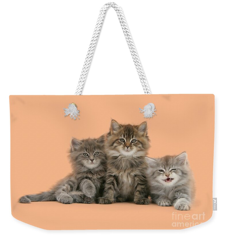 Maine Coon Weekender Tote Bag featuring the photograph Triplet Trouble by Warren Photographic