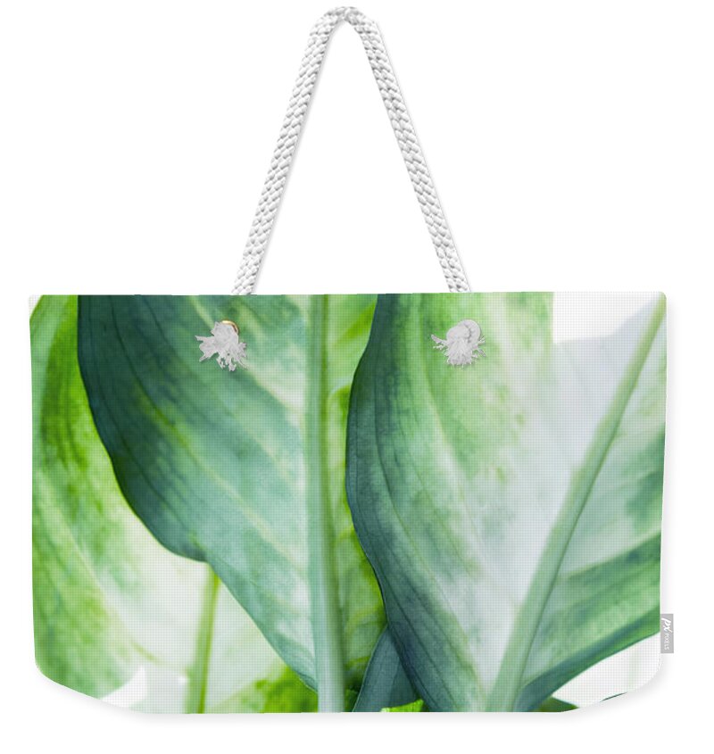 Summer Weekender Tote Bag featuring the painting Tropic Green Abstract by Mark Ashkenazi