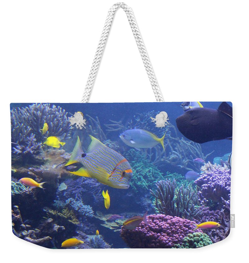 Tropical Weekender Tote Bag featuring the photograph Tropical Fish and Coral Reefs by Dora Sofia Caputo