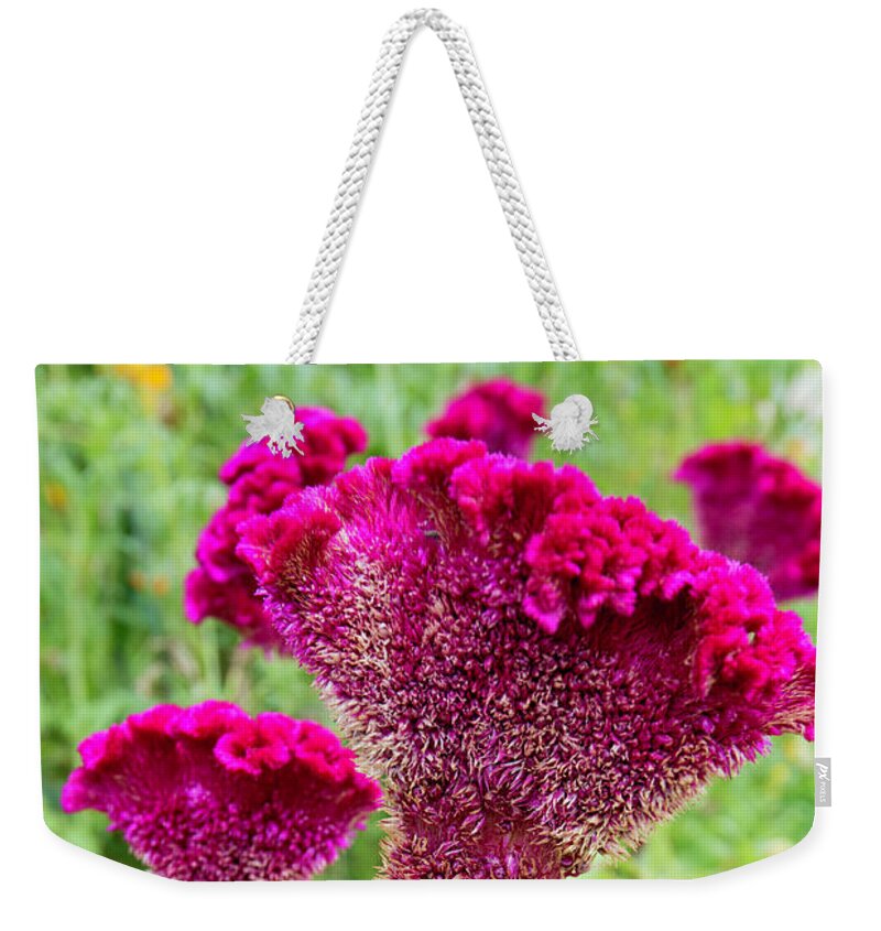 Flower Weekender Tote Bag featuring the photograph Magenta Cocks Combs by Mark Harrington