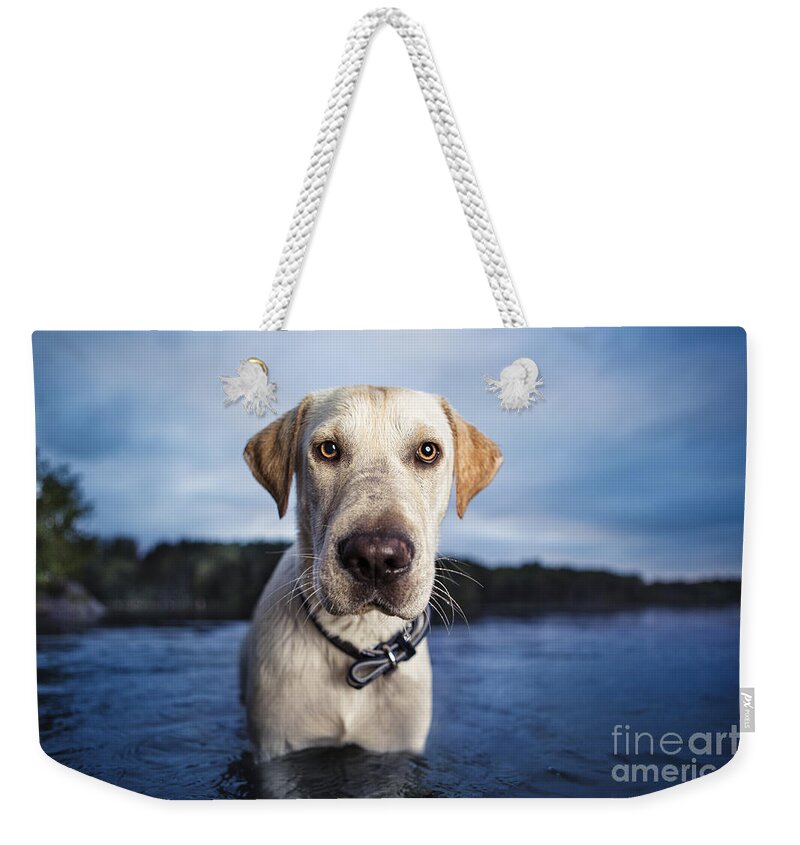 Dog Weekender Tote Bag featuring the photograph Tucker by Leslie Leda