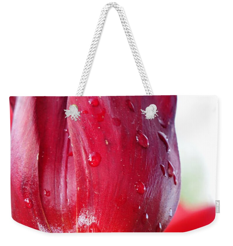 Tulips Weekender Tote Bag featuring the photograph Tulip with Dew by Michelle Joseph-Long