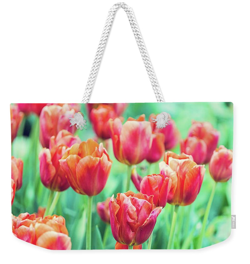Amsterdam Weekender Tote Bag featuring the photograph Tulips in Amsterdam by Melanie Alexandra Price