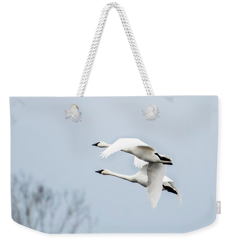 Nature Weekender Tote Bag featuring the photograph Tundra Swan Lift-Off by Donald Brown