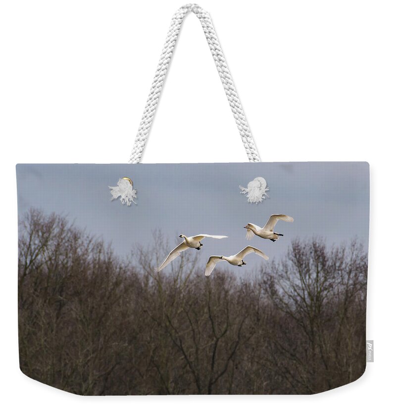 Nature Weekender Tote Bag featuring the photograph Tundra Swan Trio by Donald Brown