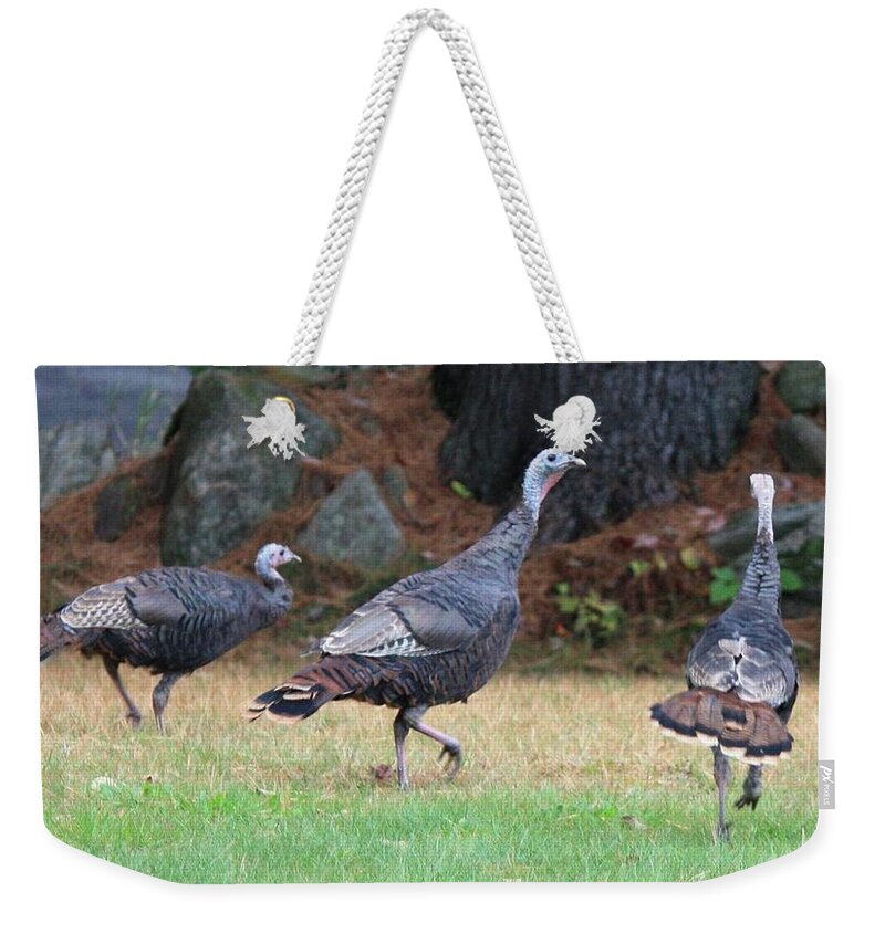 Wild Turkeys Weld Maine Birds Weekender Tote Bag featuring the photograph Turkey Trio by Barbara Smith-Baker