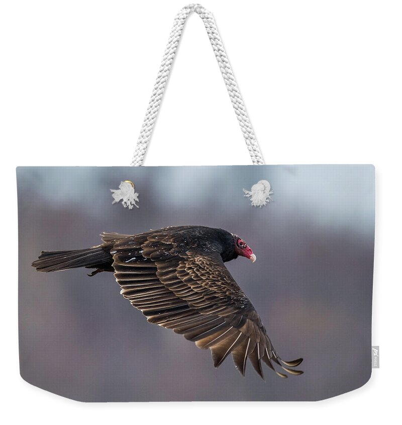 Vulture Weekender Tote Bag featuring the photograph Turkey Vulture In Flight by Paul Freidlund