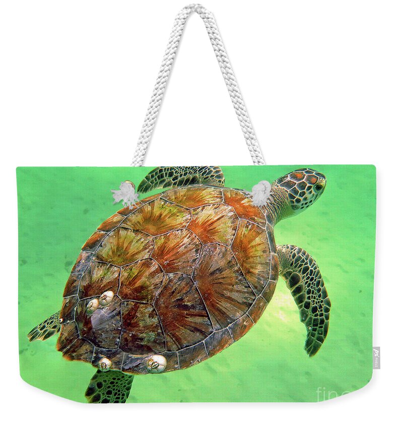 Turtle Weekender Tote Bag featuring the photograph Turtle day in Titusville,Florida by Davids Digits