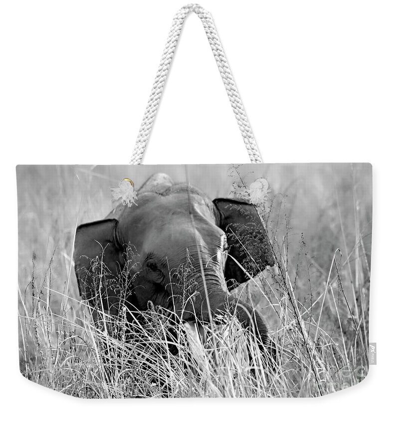 Black And White Weekender Tote Bag featuring the photograph Tusker in the grass by Pravine Chester