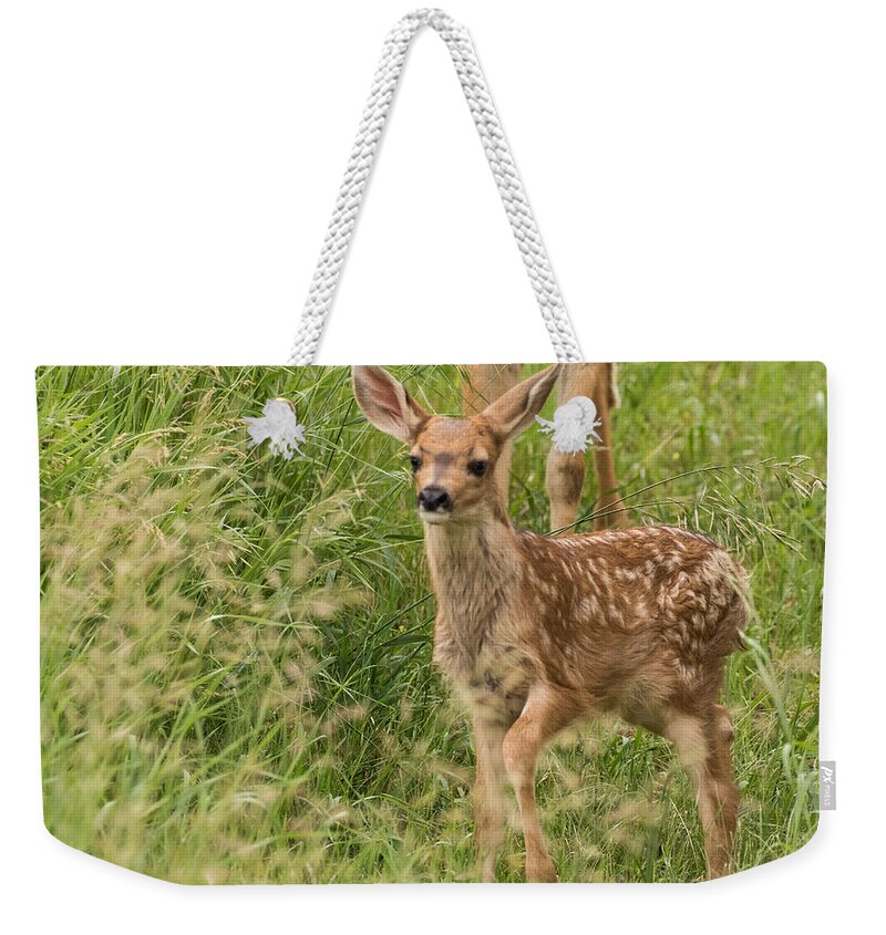 Mule Deer Fawn Weekender Tote Bag featuring the photograph Twilight Fawn #3 by Mindy Musick King