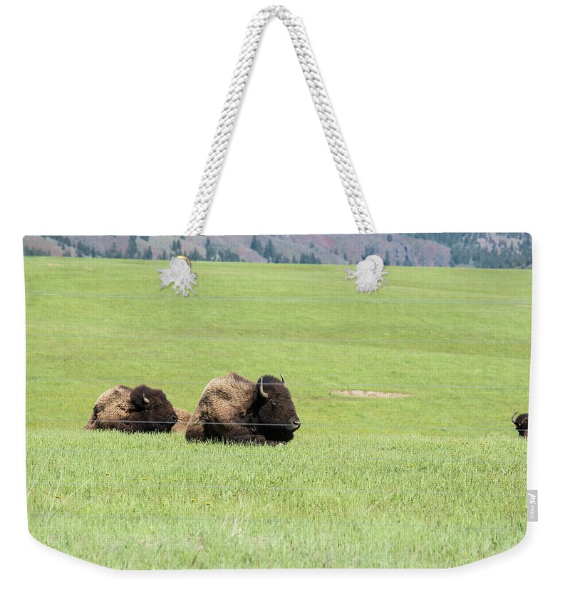 Sauk Valley Weekender Tote Bag featuring the photograph Two Bison by Tom Cochran