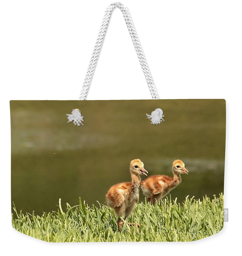 Sandhill Crane Chicks Weekender Tote Bag featuring the photograph Two Chicks by Carol Groenen
