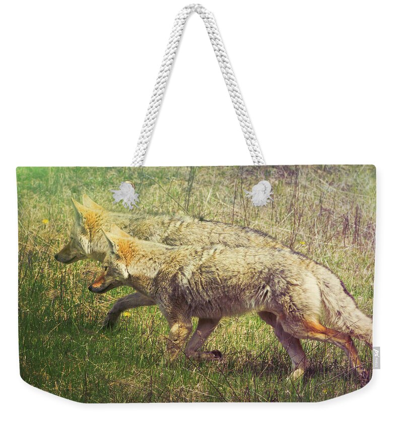 Animal Weekender Tote Bag featuring the photograph Two Coyotes by Natalie Rotman Cote