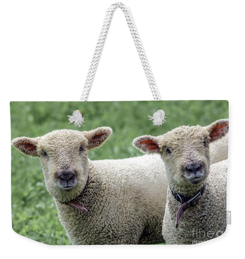 Lambs Weekender Tote Bag featuring the photograph Two Curious Lambs by John Greco