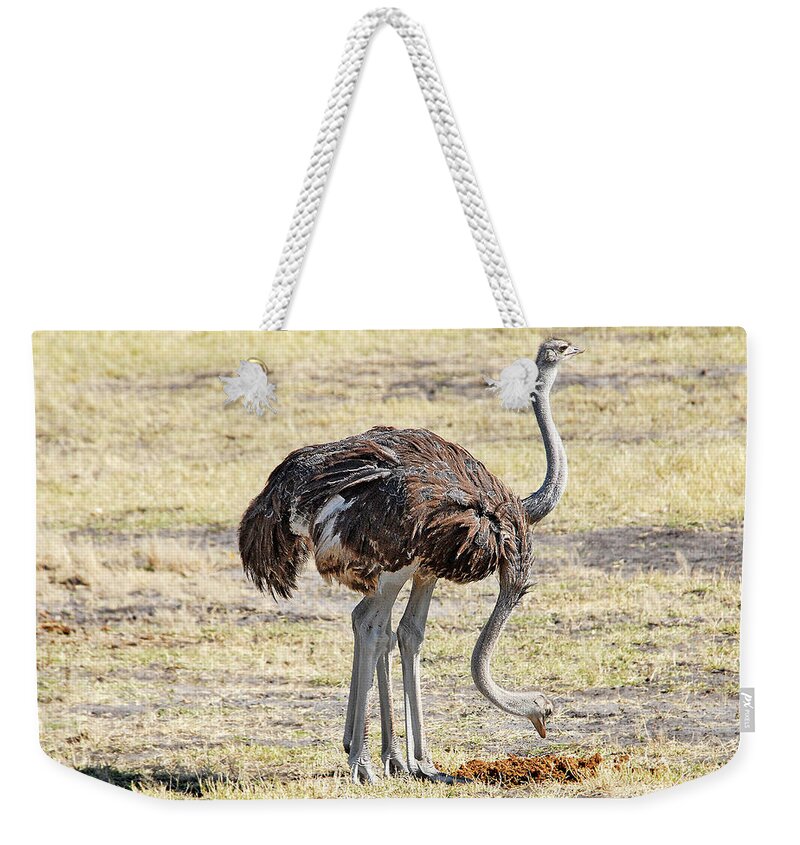 Ostrich Weekender Tote Bag featuring the photograph Two-Headed Ostrich by Ted Keller