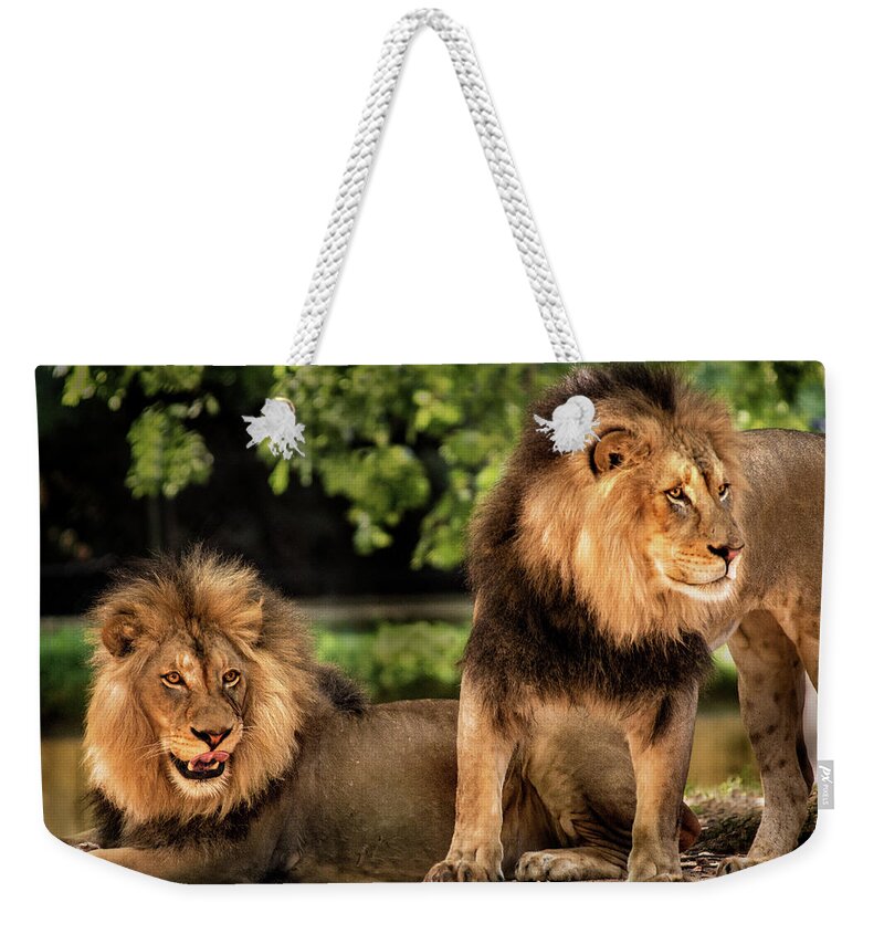 Lion Weekender Tote Bag featuring the photograph Two Lions by Don Johnson