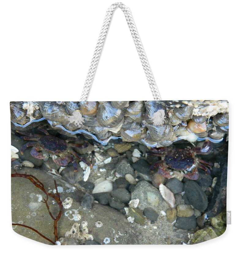 Crabs Weekender Tote Bag featuring the photograph Two Little Crabs by Gallery Of Hope 